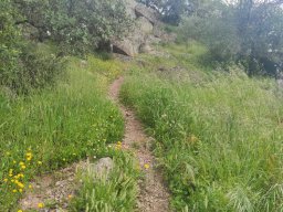 Flora del Cerro Masatrigo